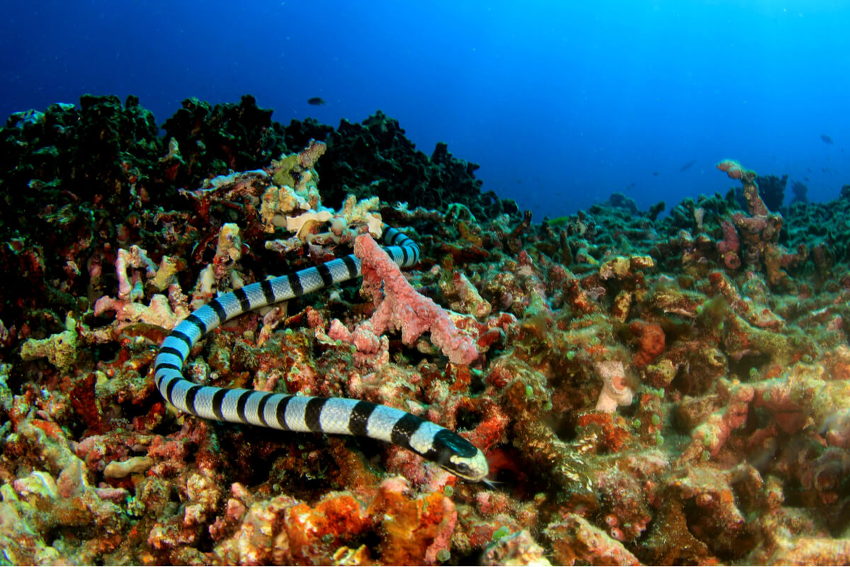Una serpiente marina.