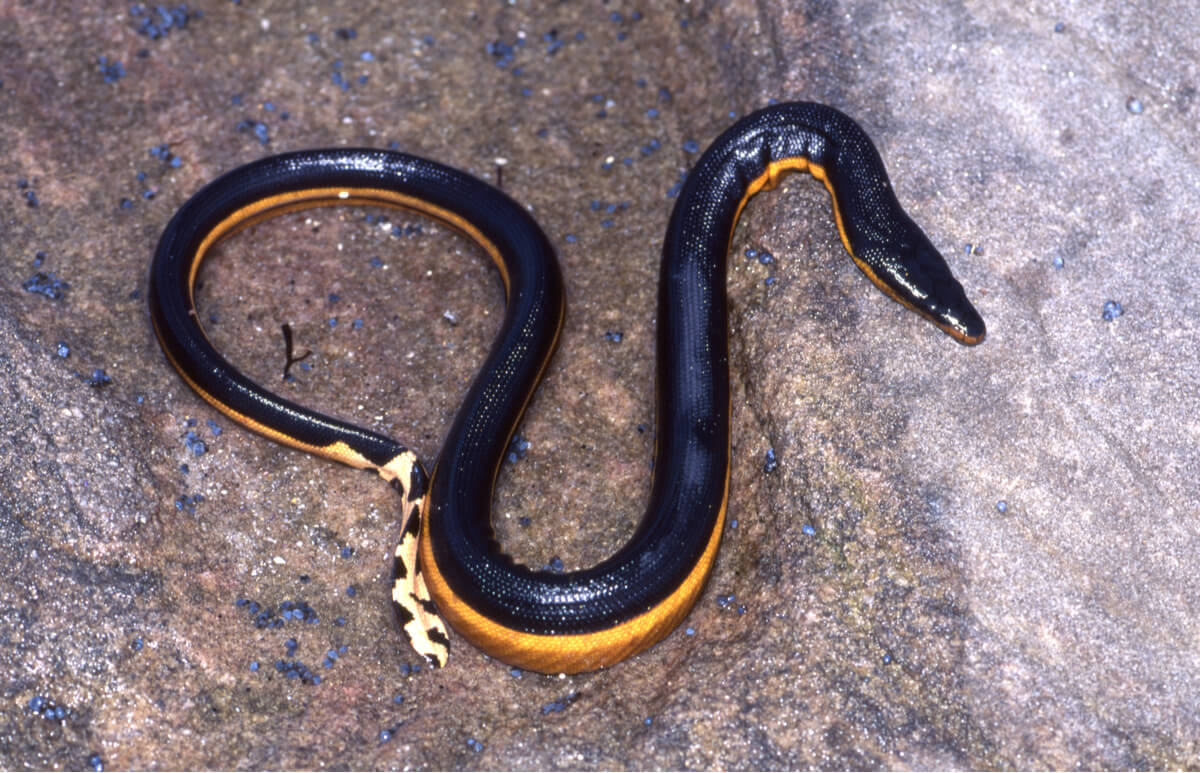 Una serpiente hidrofina.