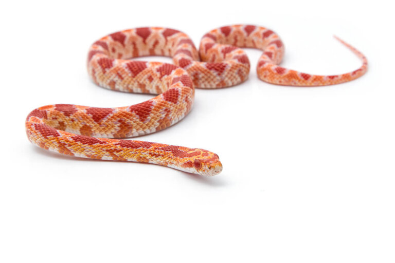 Serpiente del maíz: cuidados en cautiverio