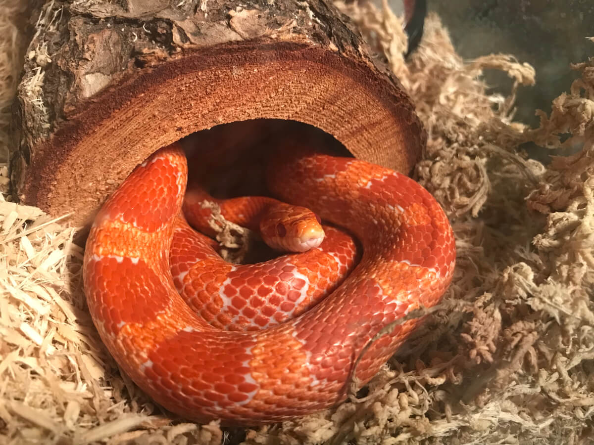 Un serpent dans sa tanière.