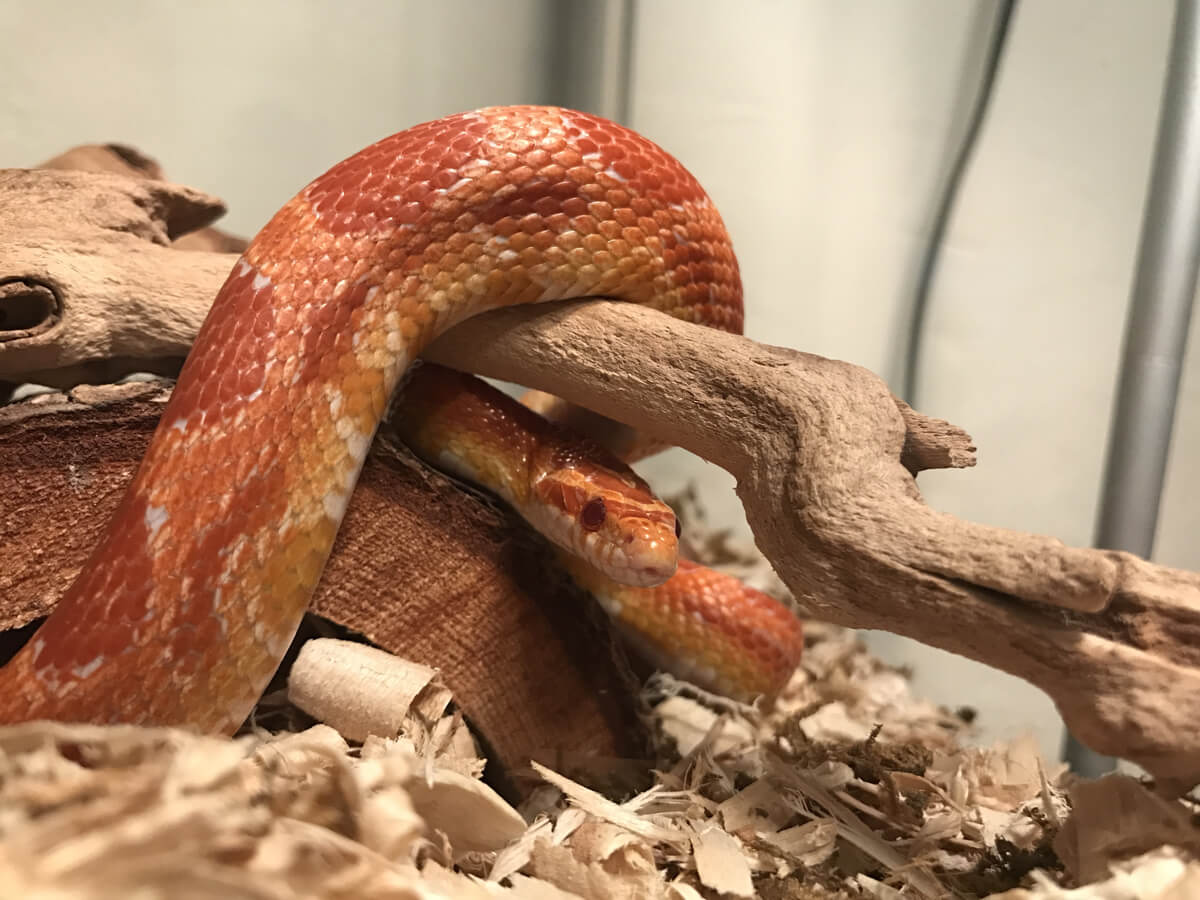 Una serpiente del maíz sobre un sustrato de serrín.