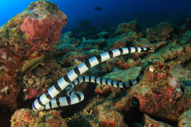 5 curiosidades de la serpiente marina