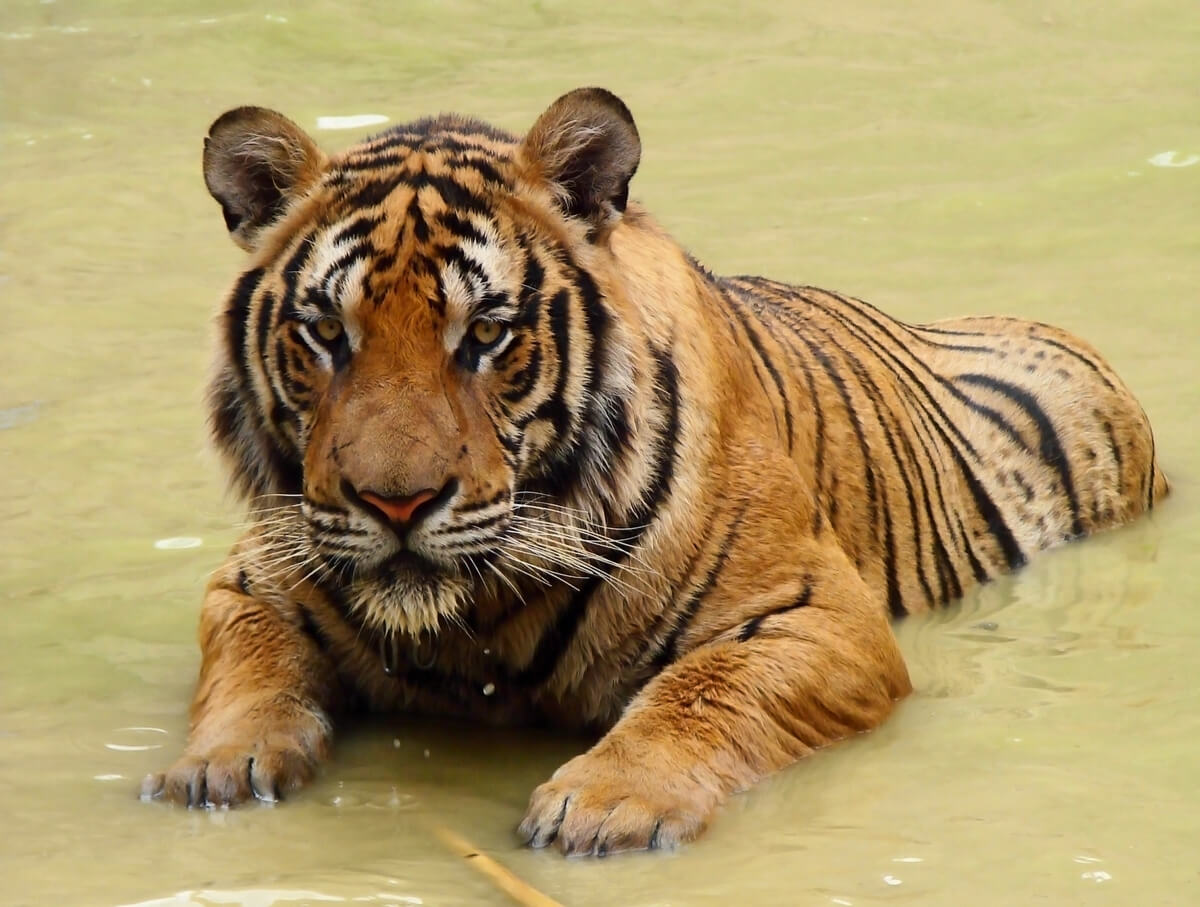 Tigre de Amoy: un majestuoso felino al borde de la desaparición