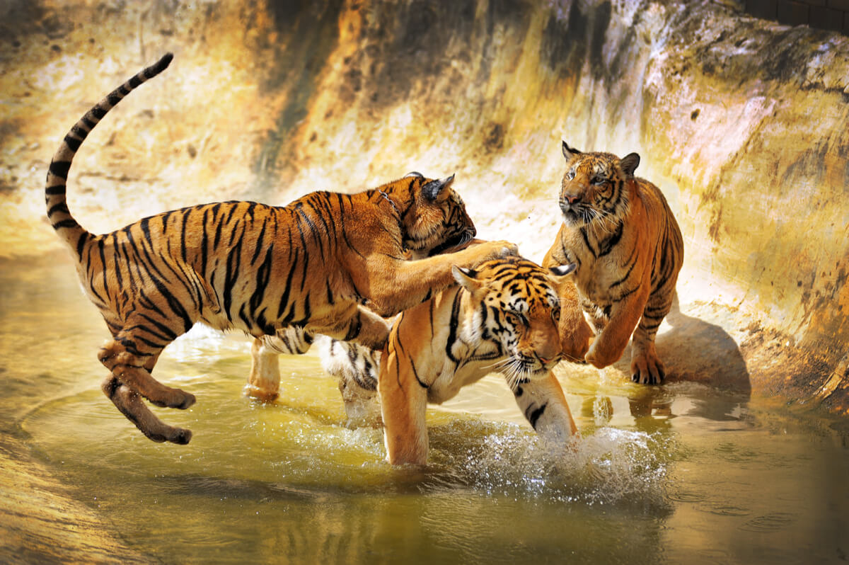 Tigres Amoy en una reserva.