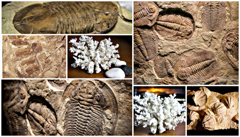 4 tipos de fósiles y sus características