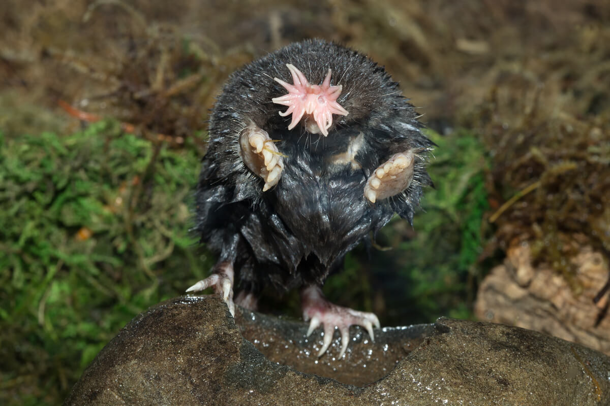 A star-nosed mole.