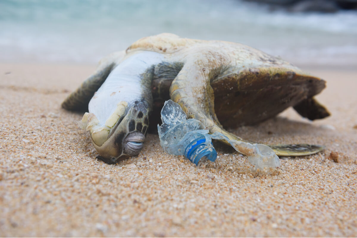 Una tortuga muerta por los plásticos.