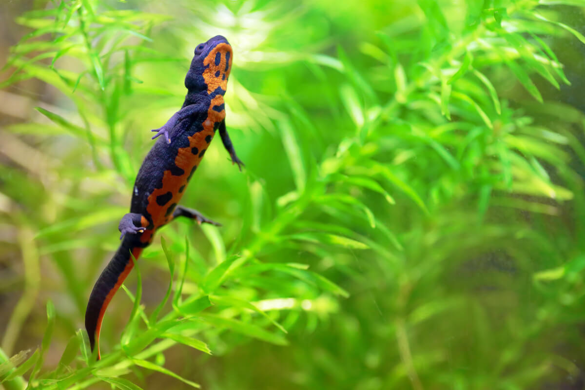 Uma salamandra nadando para a superfície.