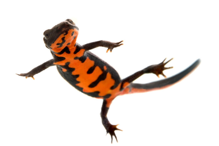 Tritón de vientre de fuego: cuidados y características