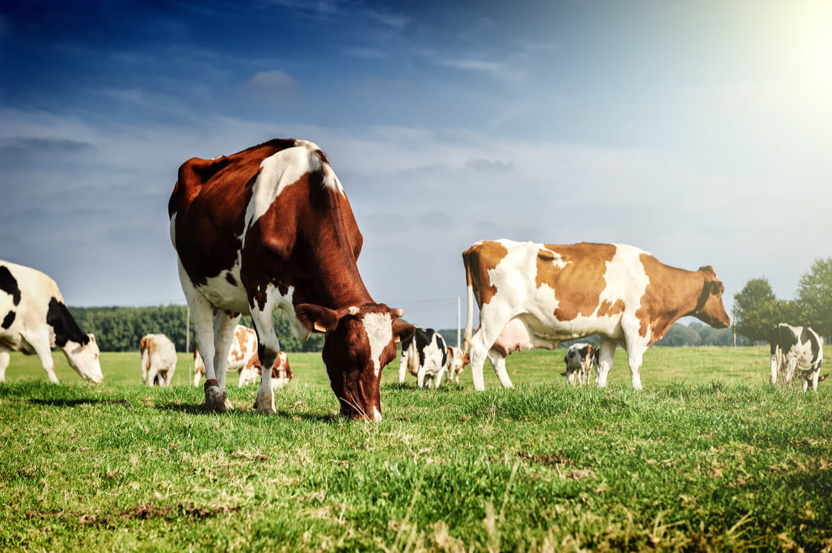 Vacas pastando en el campo.