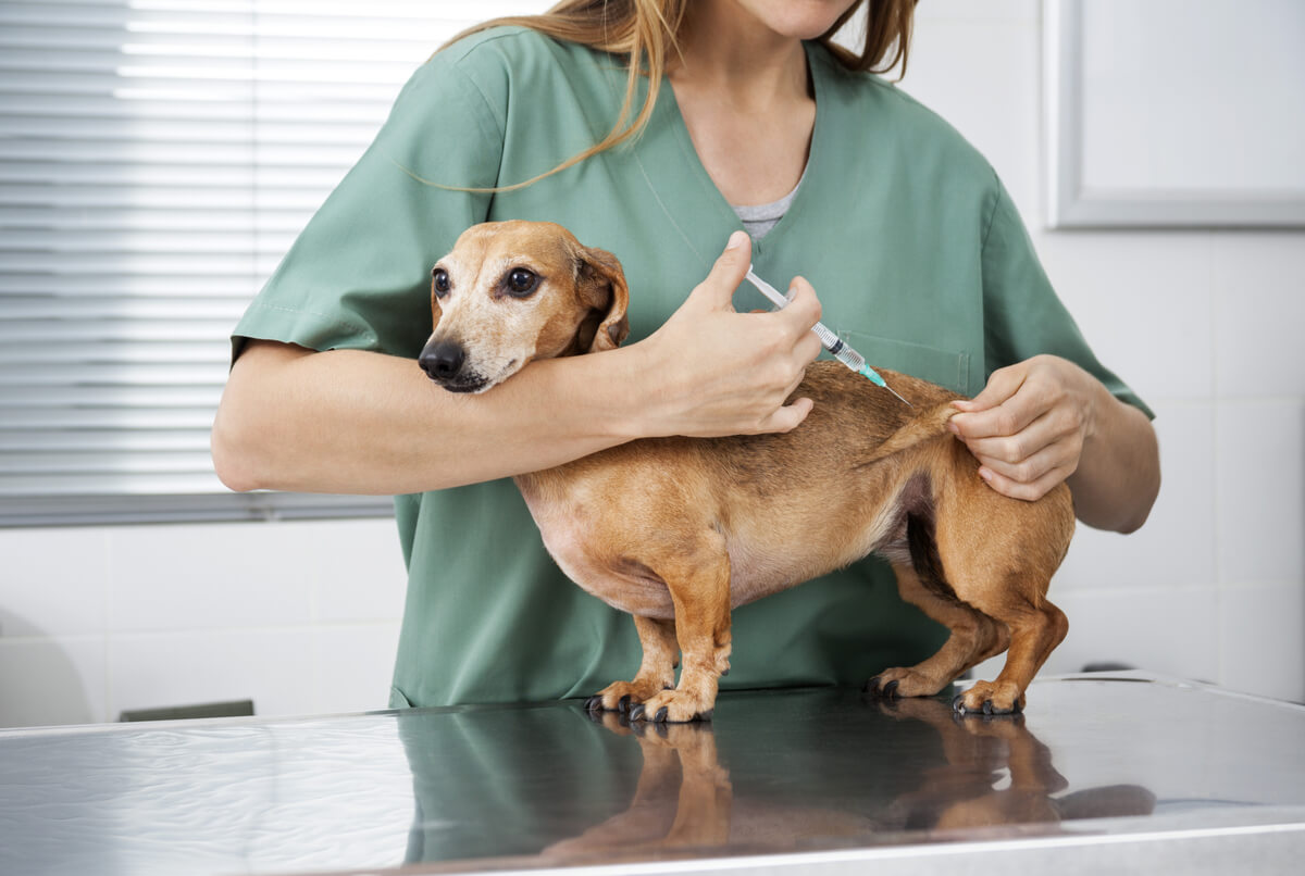 Vacunas en perros.