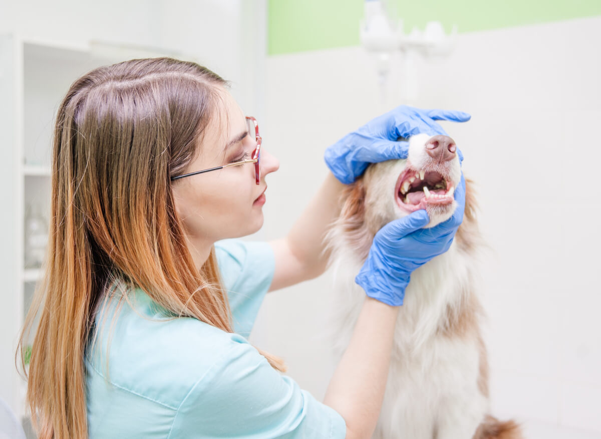 Um veterinário limpa os dentes de um cão.