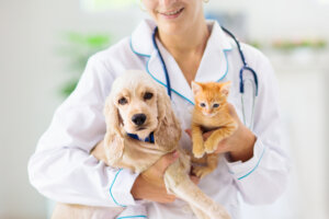 ¿Cuál fue el origen de la medicina veterinaria de mascotas?