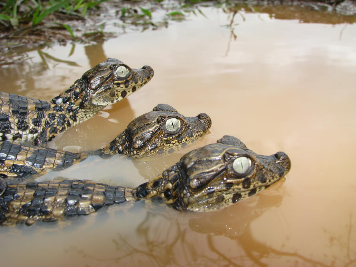 Una pareja de caimanes.