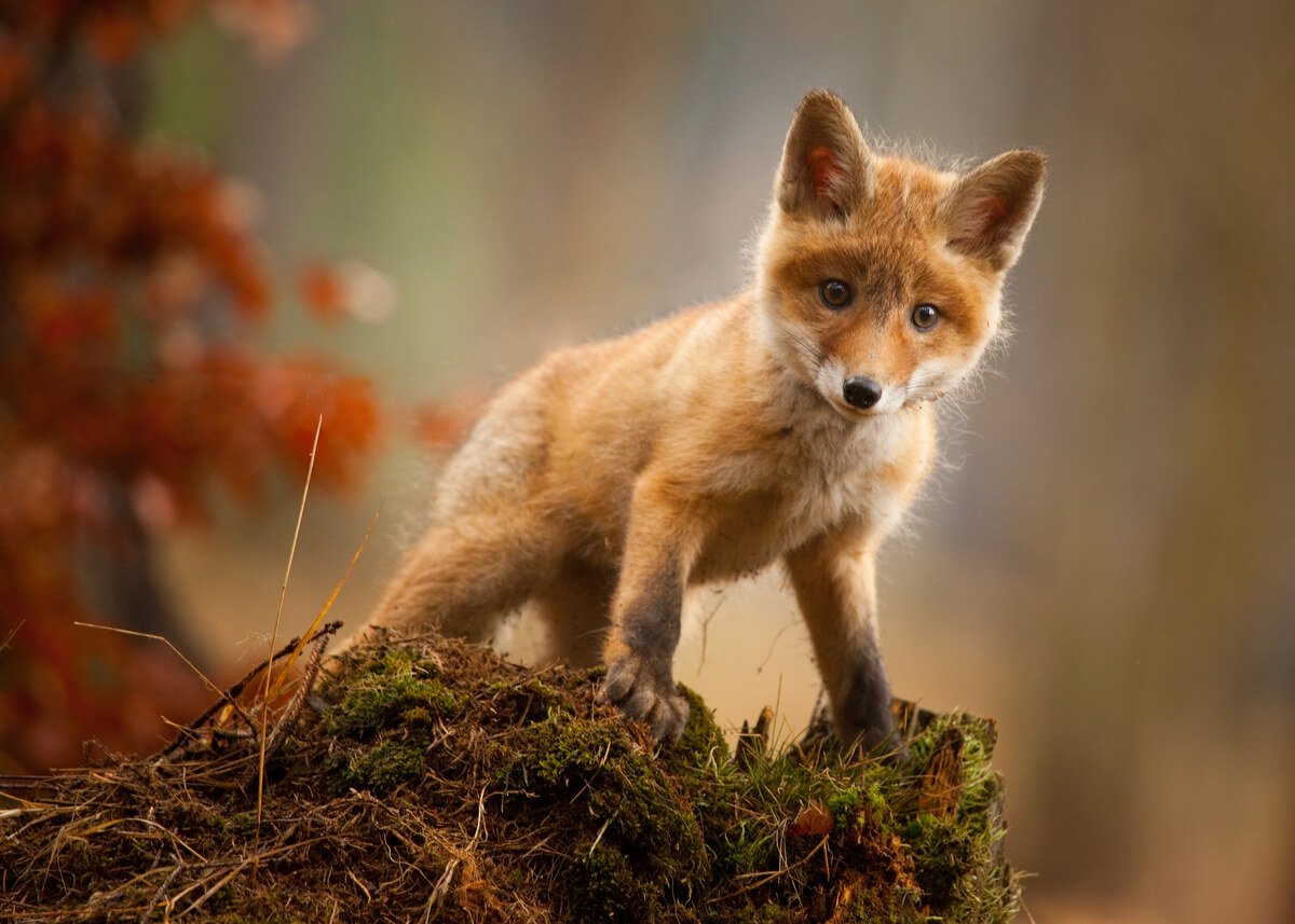 As raposas vermelhas são animais protagonistas de filmes.
