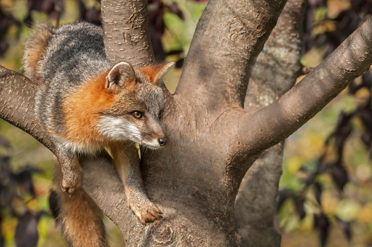 A gray fox in a tree.