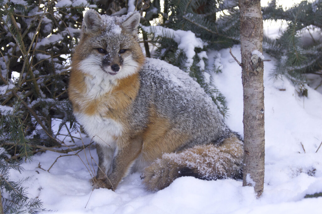 El zorro plateado en la nieve.