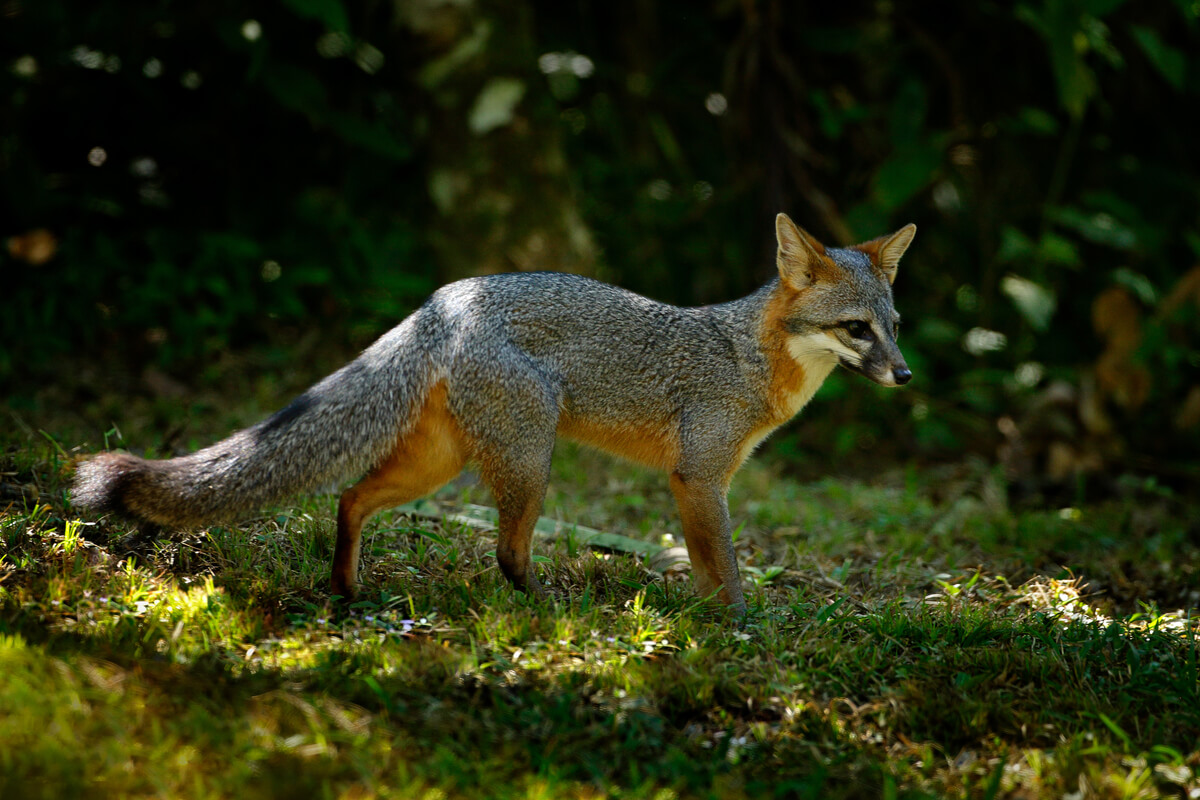 Un zorro gris en el bosque.
