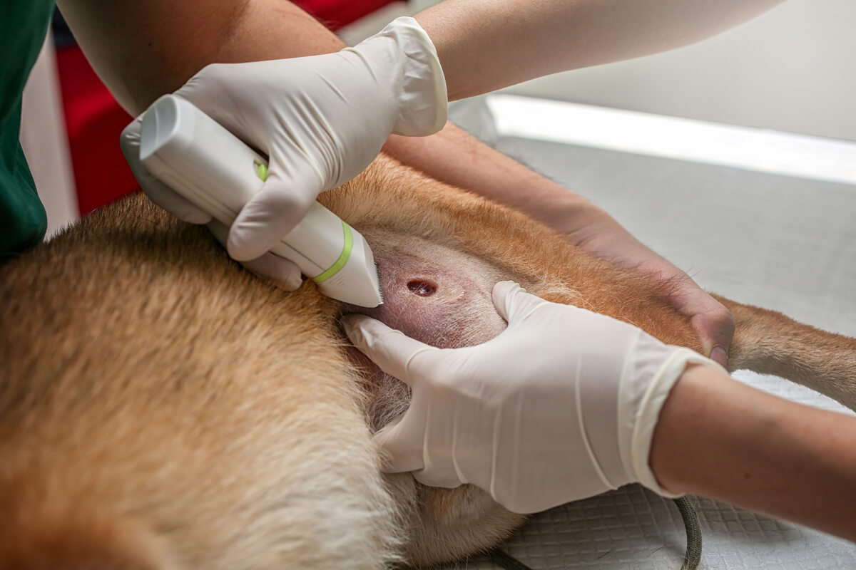Un ejemplo de abscesos en perros.