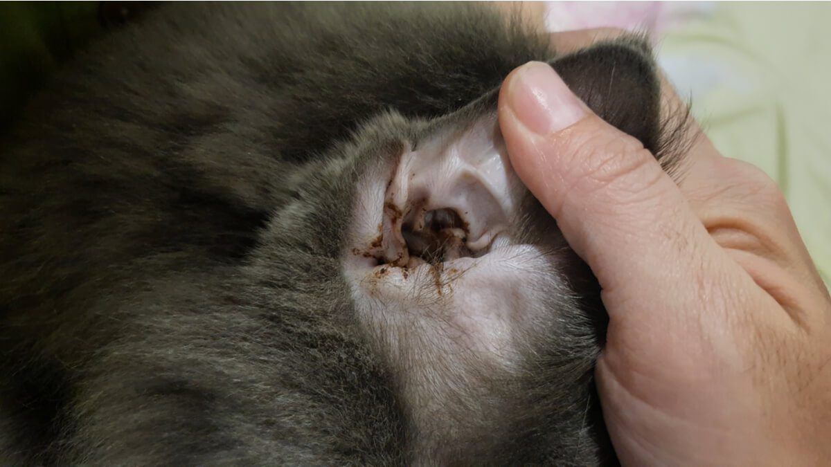 Chat avec des acariens dans une oreille.