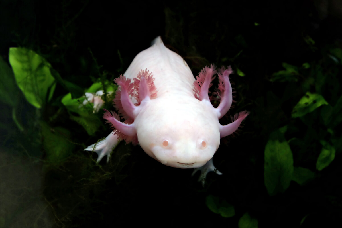 The Axolotl is one of the endemic animals of Mexico.