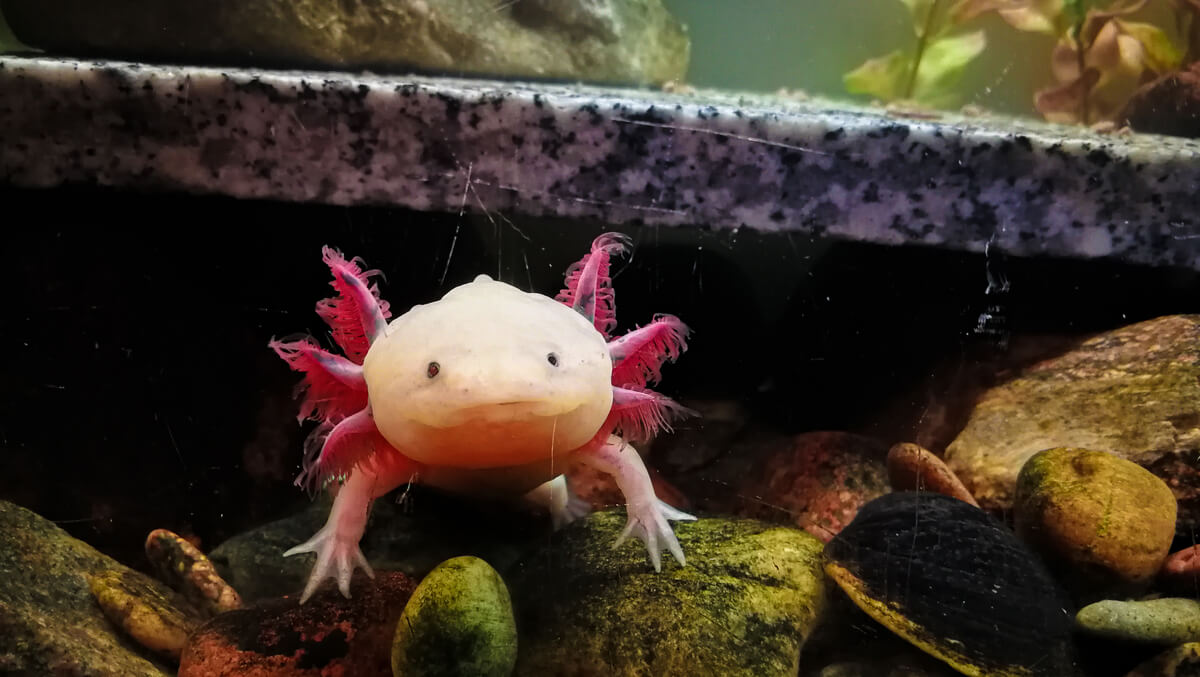 Un axolotl