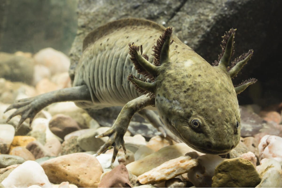 Dieren die op draken lijken zoals de axolotl