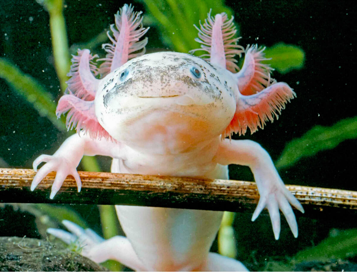 De axolotl is een bedreigde amfibie.