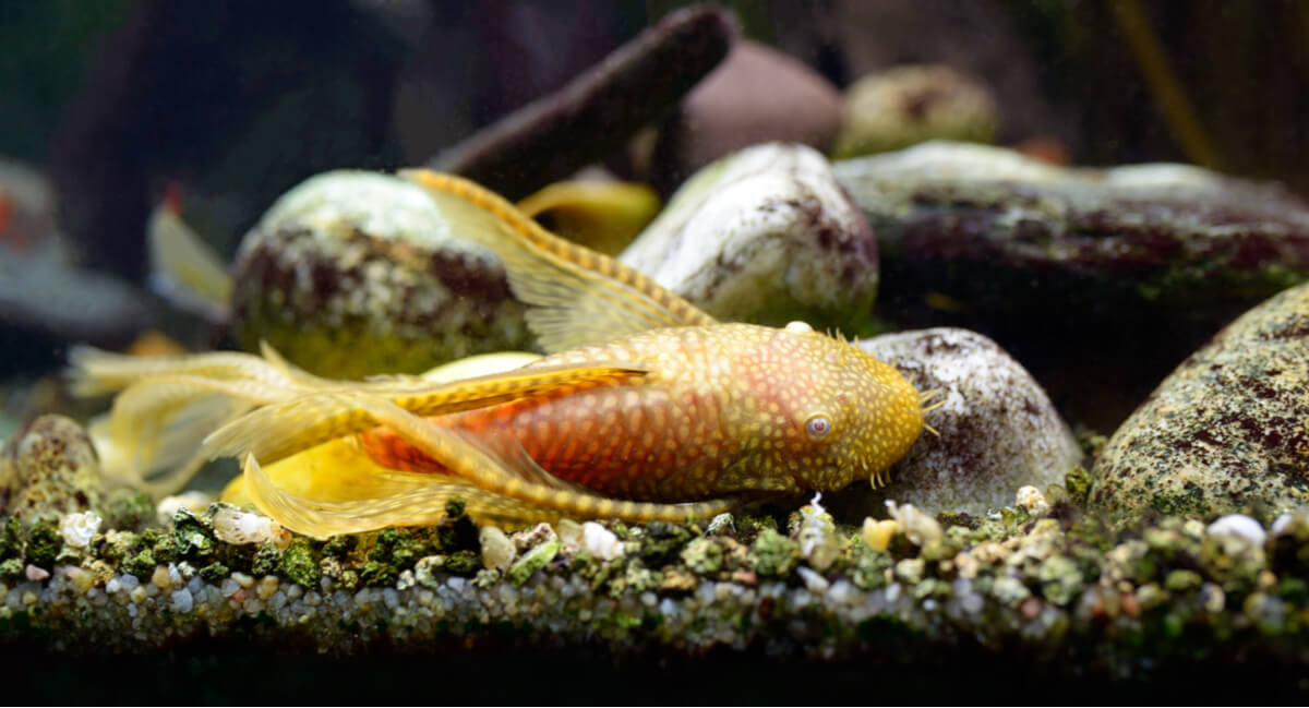 Un ancistrus albino, peces de fondo