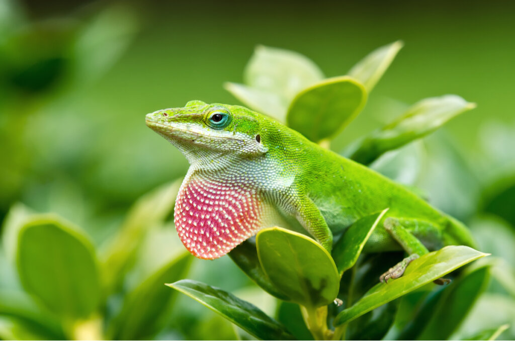 La papada de un anolis carolinensis.