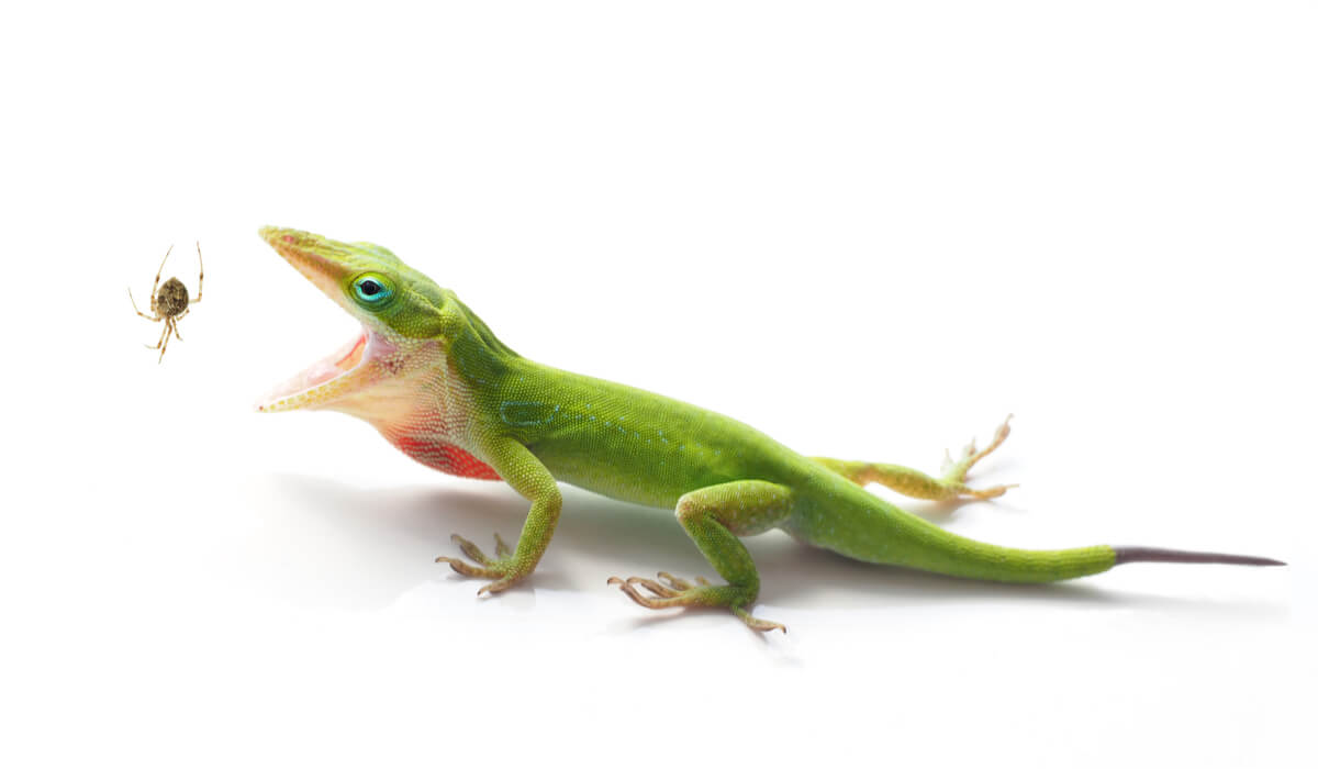 Un Anolis carolinensis se come una araña.