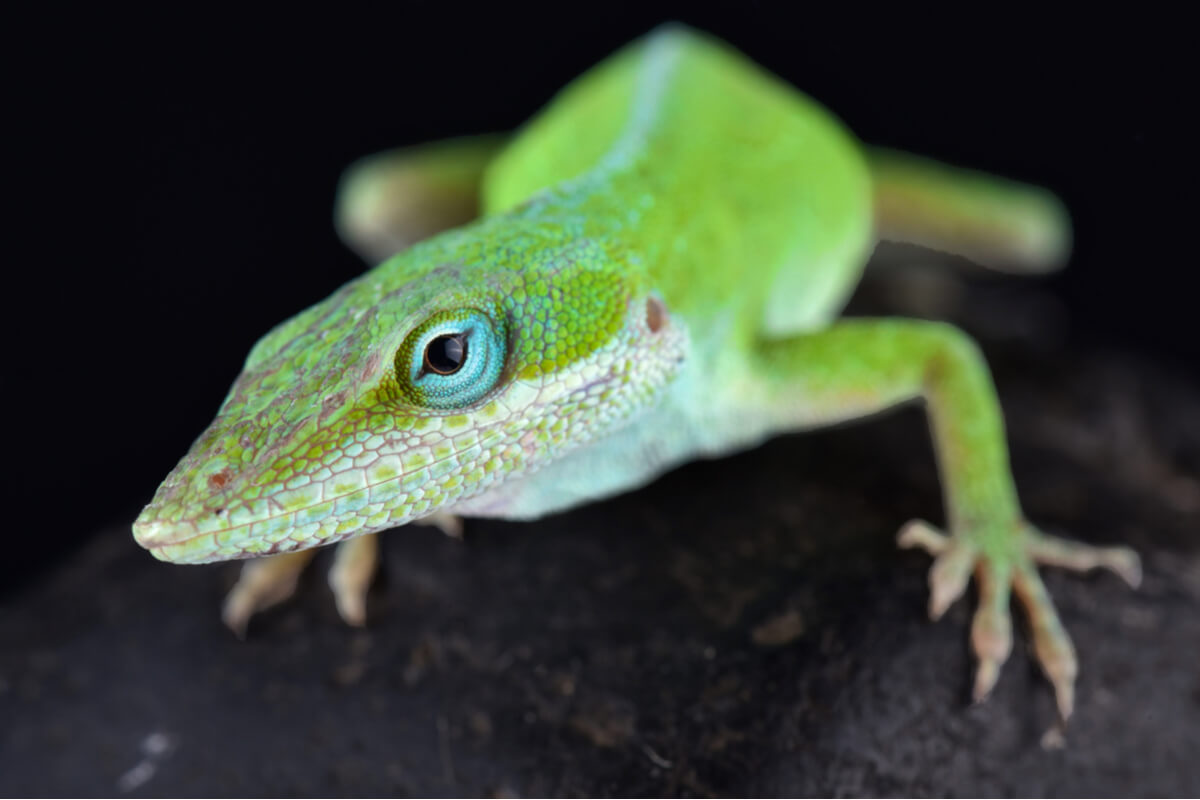 Un anolis sobre fondo negro.