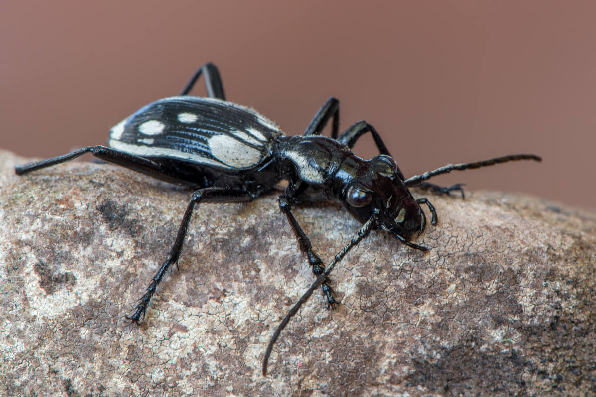 Un ejemplar de Anthia sexmaculata adulto.
