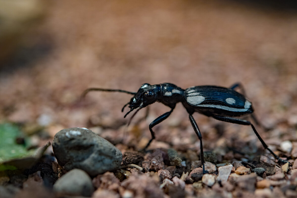 Un escarabajo carnívoro del desierto.