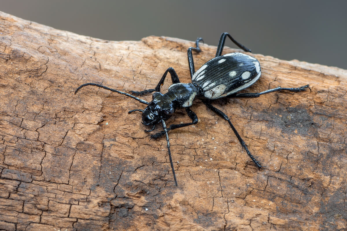 Un ejemplar de Anthia sexmaculata sobre un tronco.