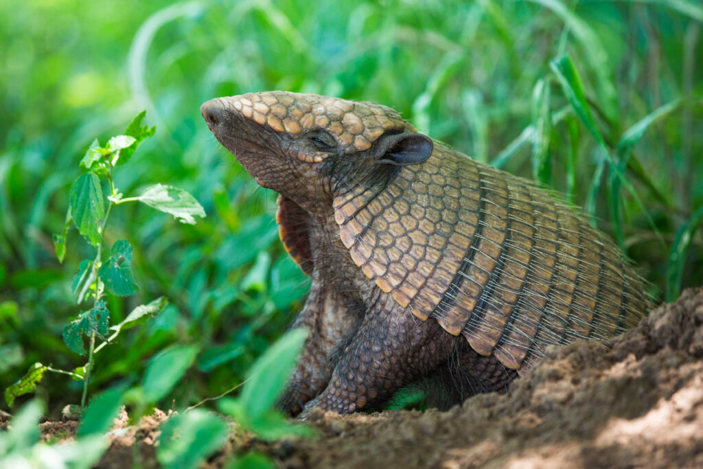 ¿Conoces curiosidades de los armadillos?