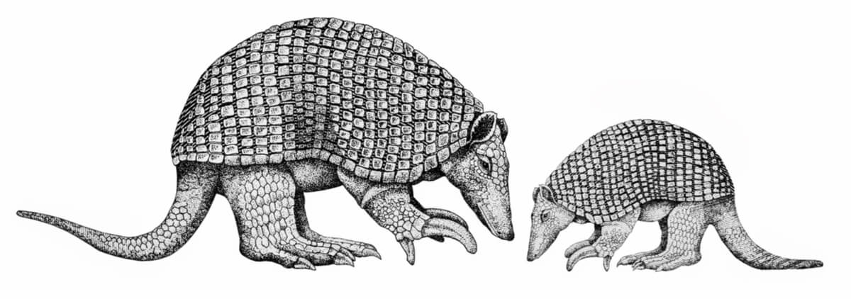 Un dibujo que representa a armadillos gigantes.