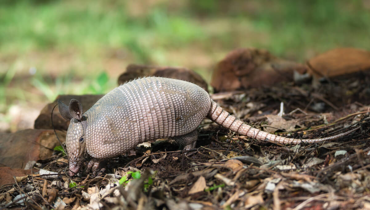 Un armadillo de nueve bandas.