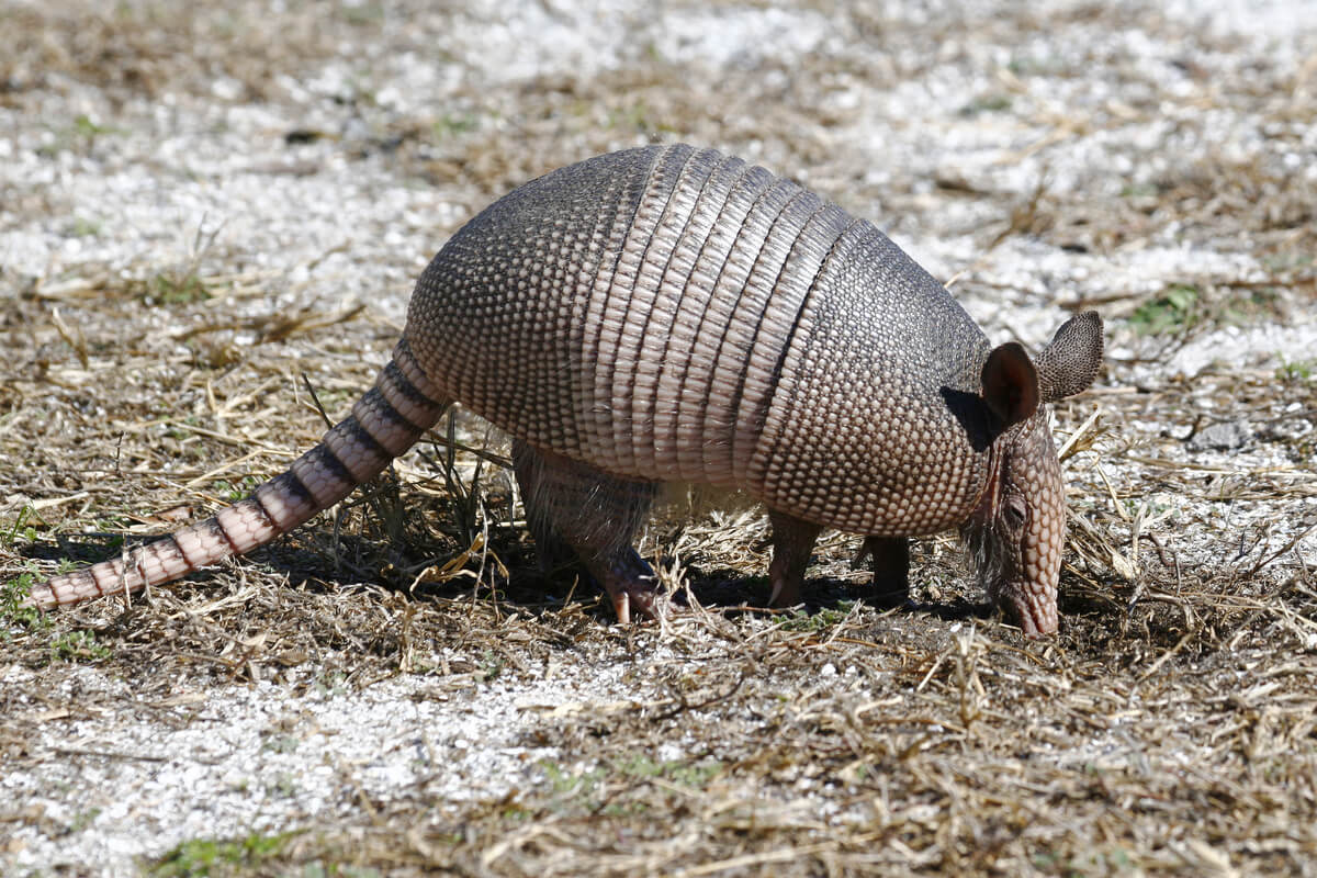 An armadillo is an armored animal.