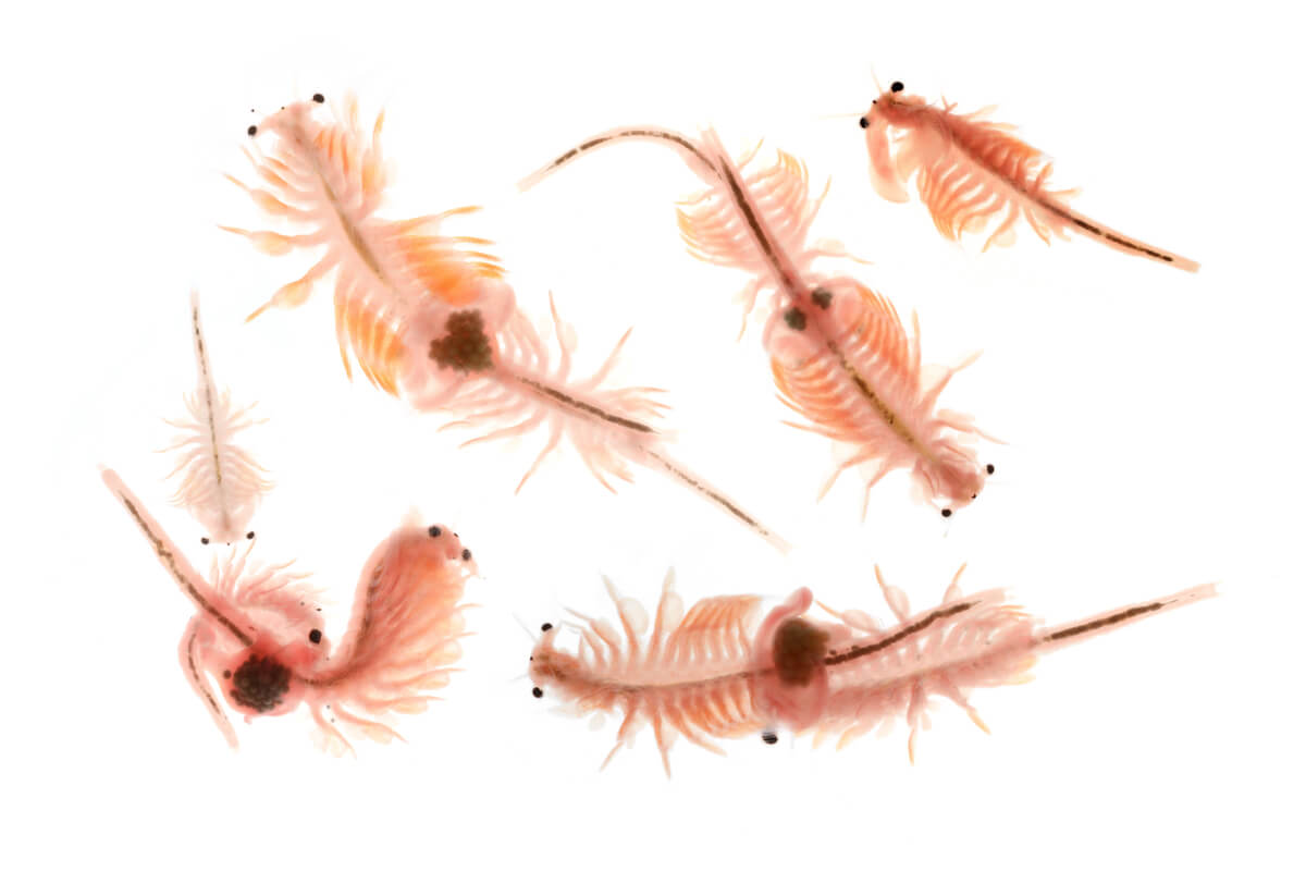 Tiere im Toten Meer - Artemia.
