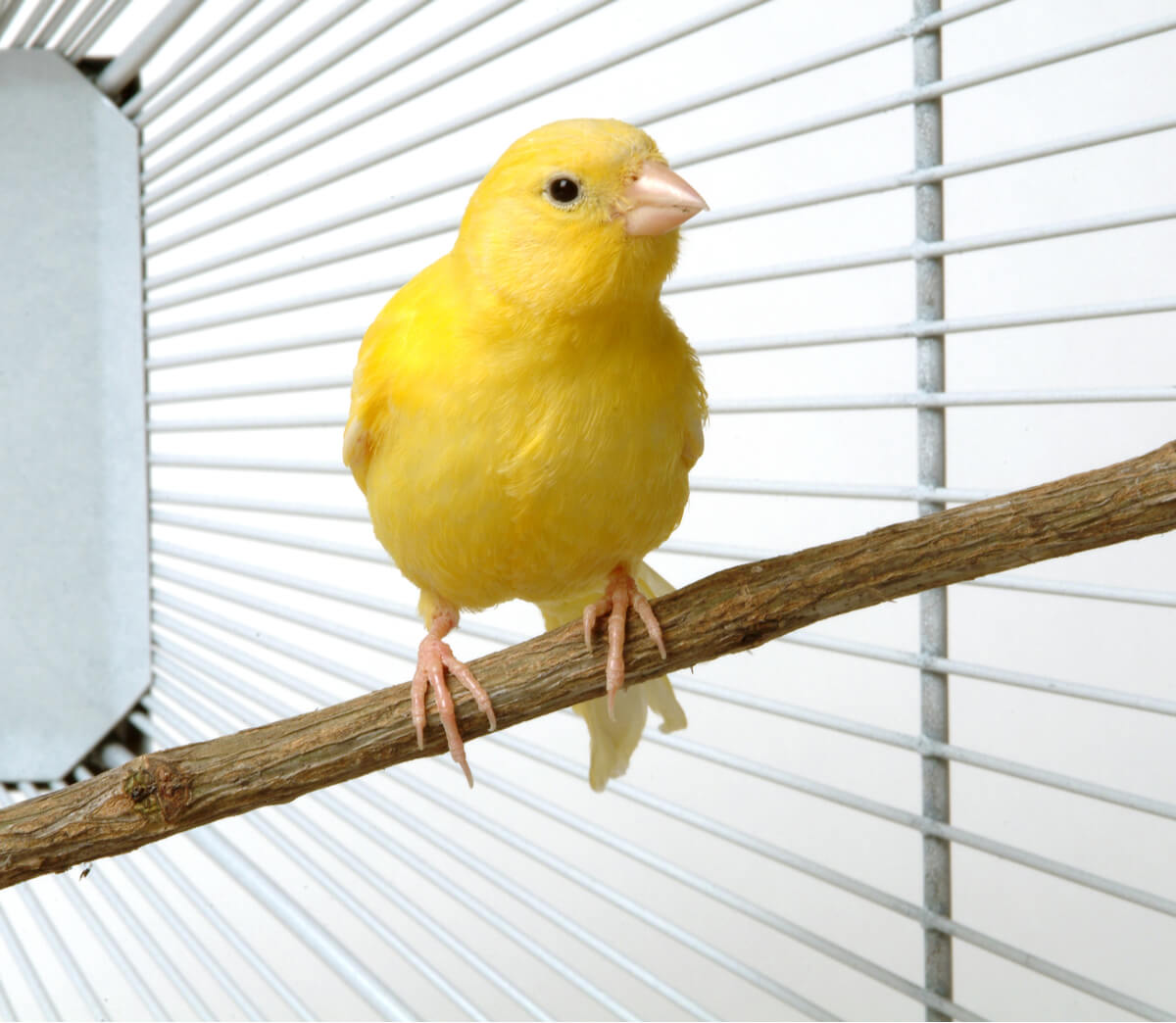 The canary's feathers fall out when she molts.