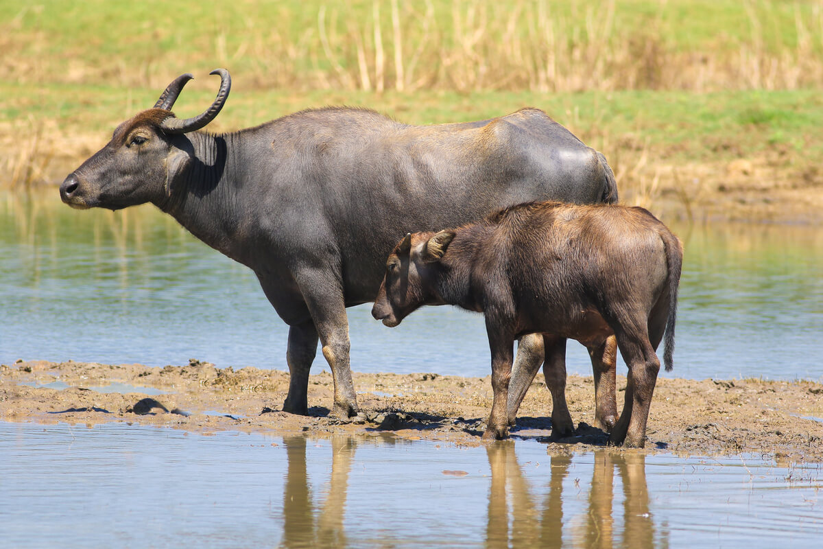 Un búfalo con una cría en una reserva.