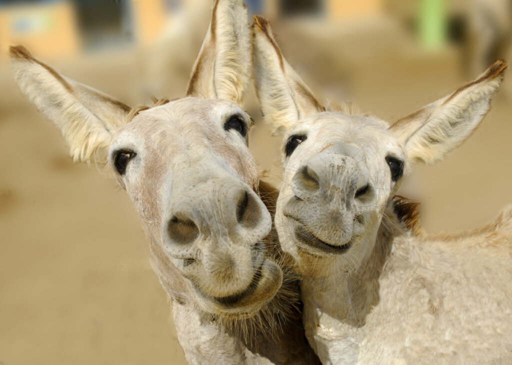 Una pareja de burros felices.