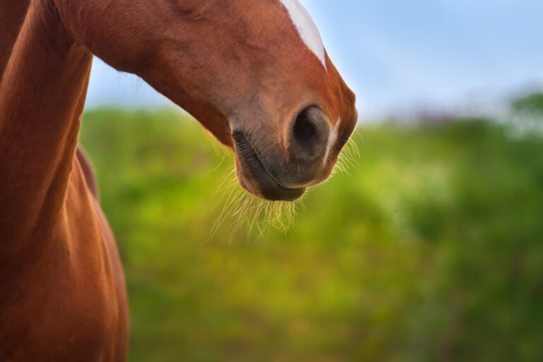 La pleuroneumonía equina, una infección respiratoria grave en caballos