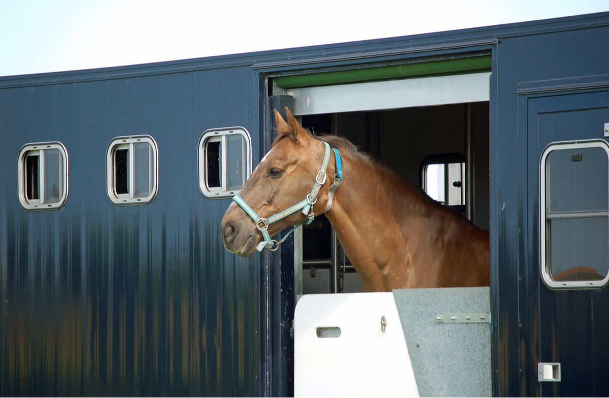 A horse in a travel trailer.