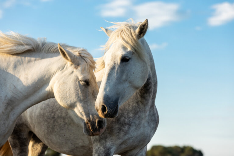 Dos enfermedades de los caballos sometidas a control oficial