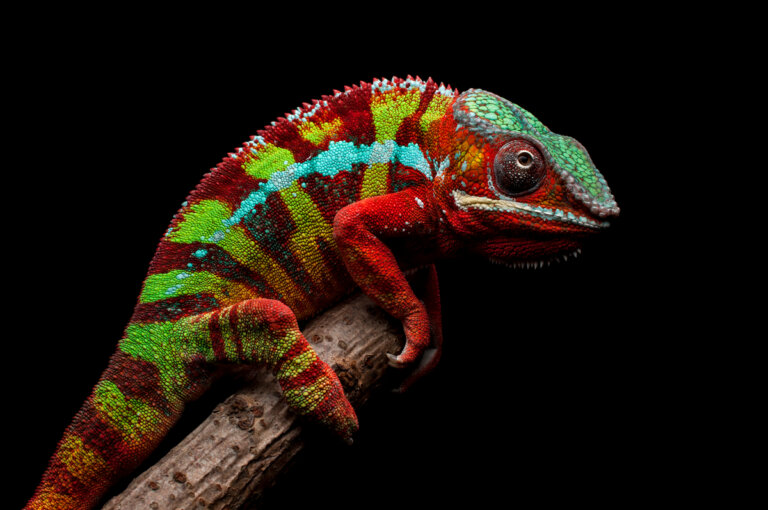 9 animales de Madagascar
