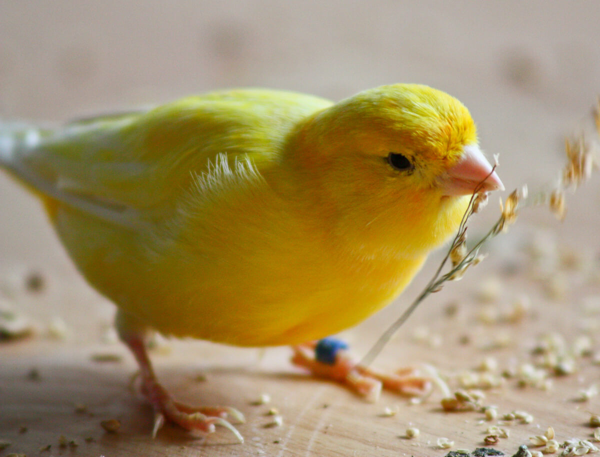 Las 5 enfermedades más comunes en canarios