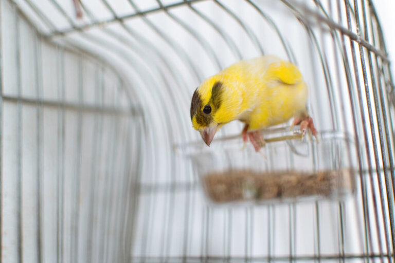 ¿Qué frutas puede comer un canario?