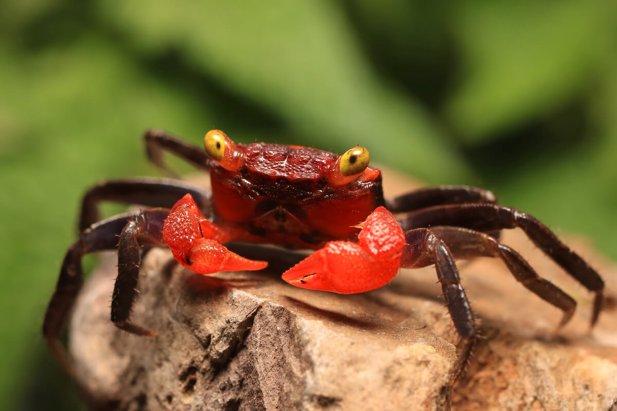 A vampire crab. Another of the lost species.